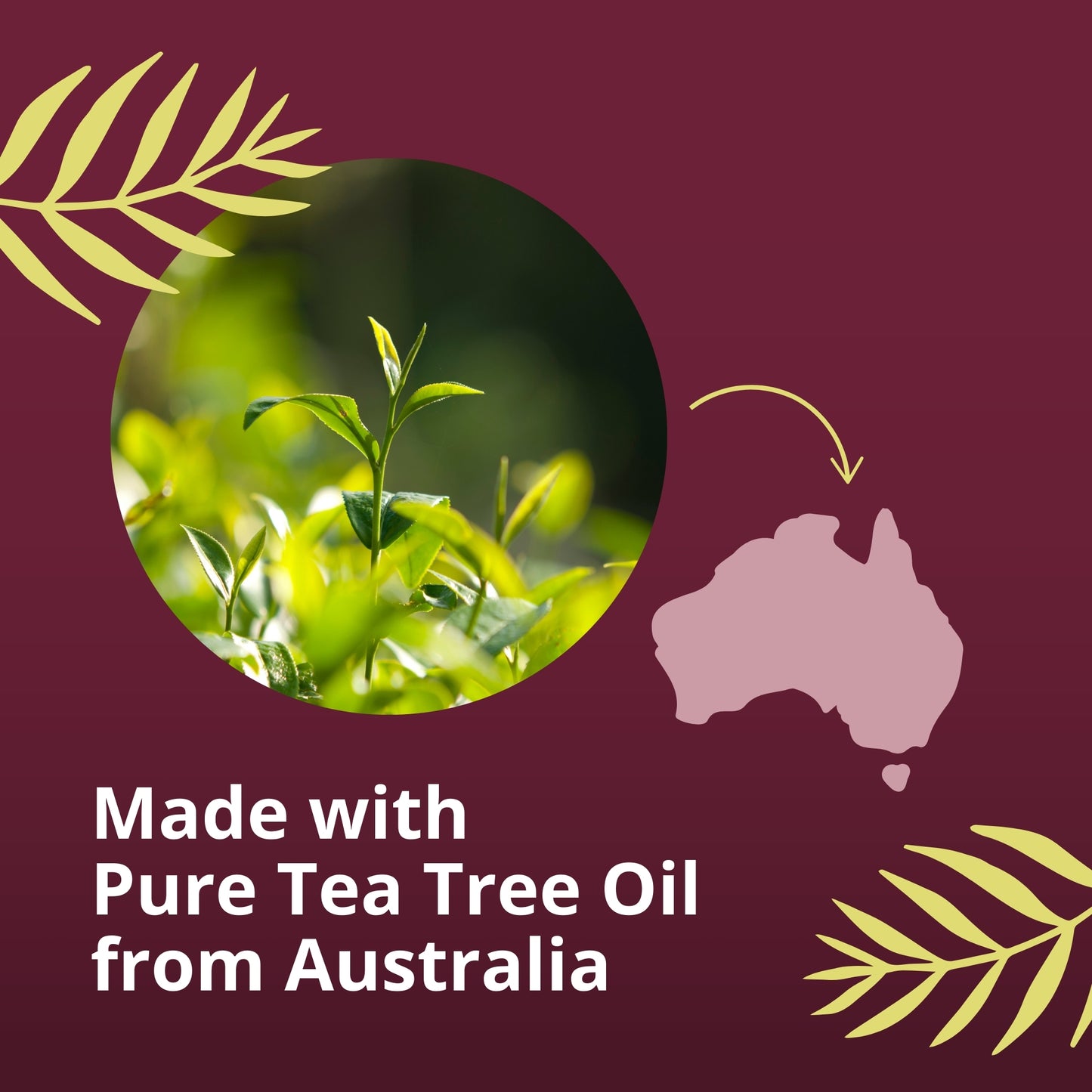 Spring Valley Aceite de Árbol de Té 2 fl oz